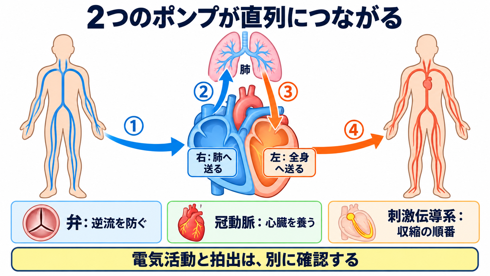 心臓の解剖を血流から理解する｜4つの部屋・弁・冠動脈・刺激伝導系と看護観察：患者には「2つのポンプが直列につながる」と説明すると伝わりやすいの図解