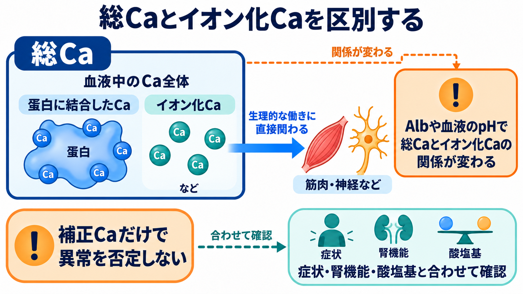 主な生化学検査の一覧から、数値の意味と看護での見方を学ぶ：Ca・Mg・リンは、測定対象と関連する電解質を確認するの図解