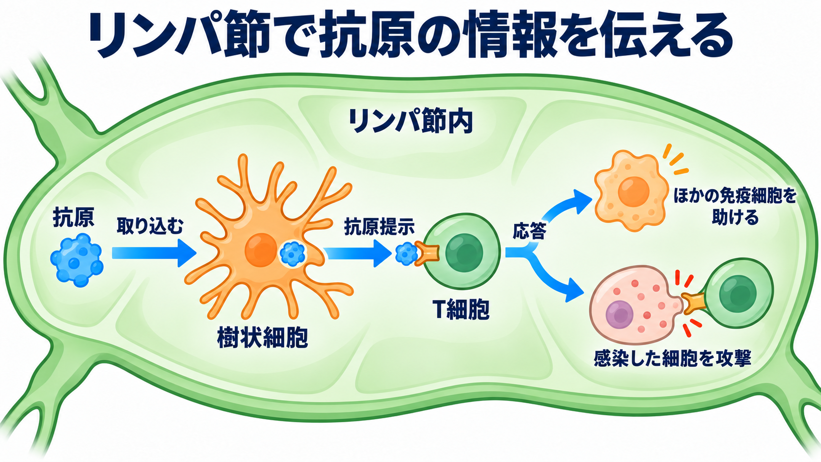リンパ節の働きと腫れの見方を、看護の観察につなげる：リンパ節では、異物の情報を共有して免疫応答を起こすの図解