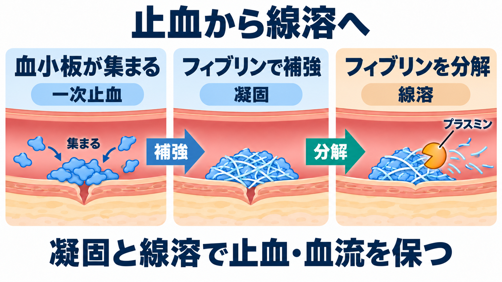 凝固・線溶検査の一覧と読み方――検査値を出血・血栓の観察につなげる：止血は血小板とフィブリンが担い、線溶はフィブリンを分解するの図解