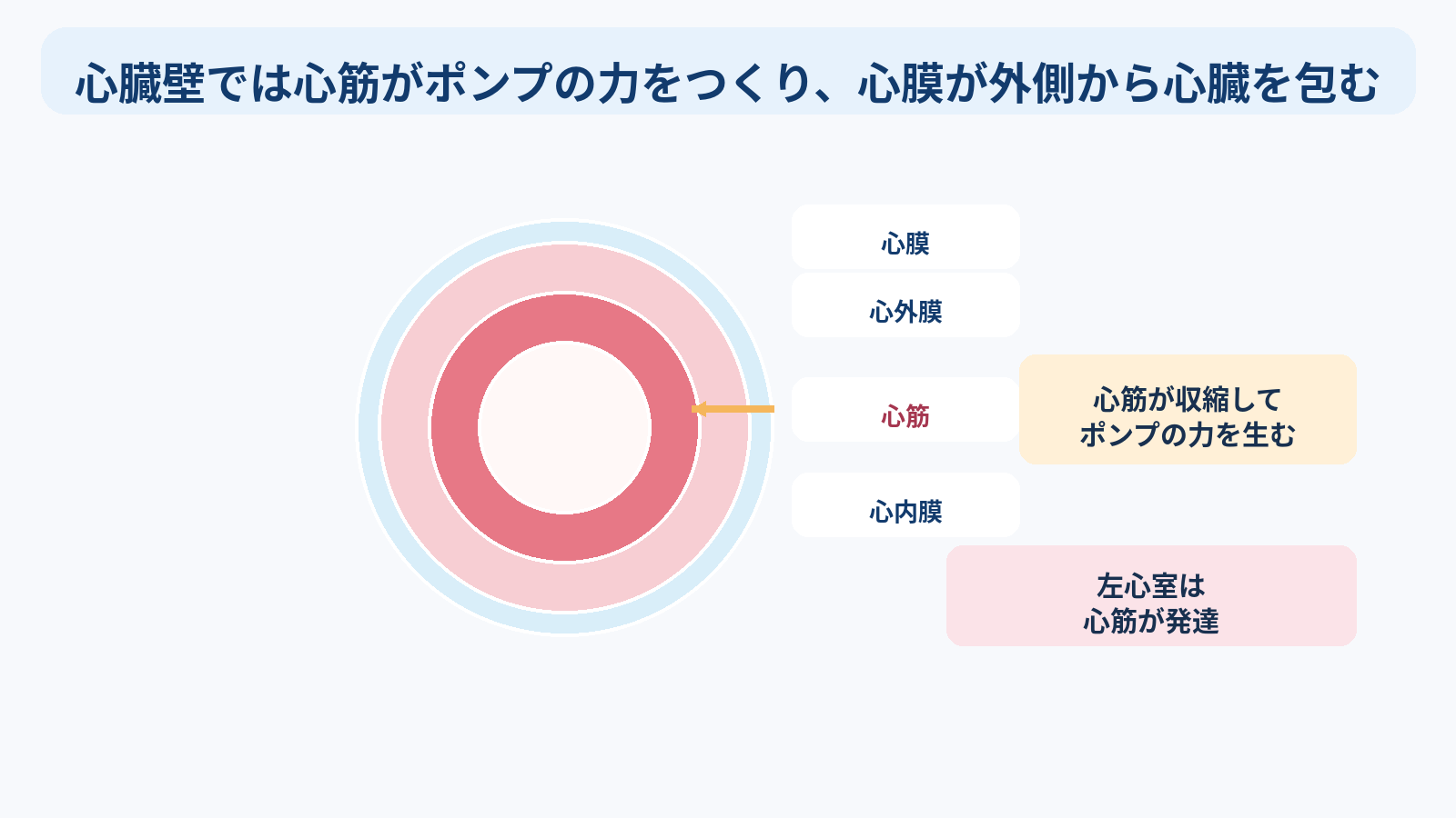 心臓の構造と機能を基礎から理解する｜4つの部屋・弁・血流・刺激伝導・心拍出量と看護観察：心臓壁では心筋がポンプの力をつくり、心膜が外側から心臓を包むの図解