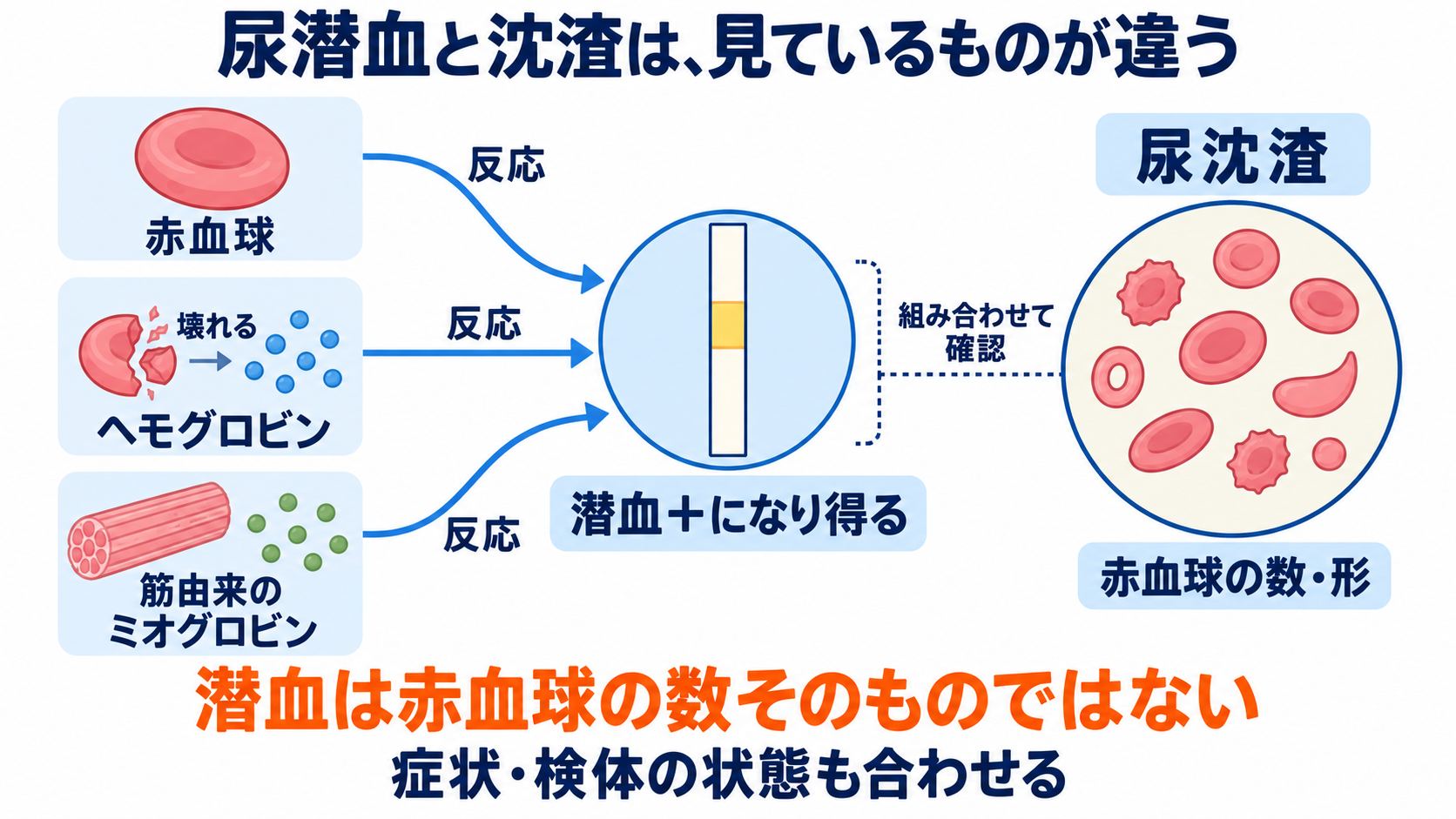 尿一般の項目一覧から、結果の読み方と看護での確認点を学ぶ：尿潜血陽性と、沈渣で確認する血尿は区別するの図解