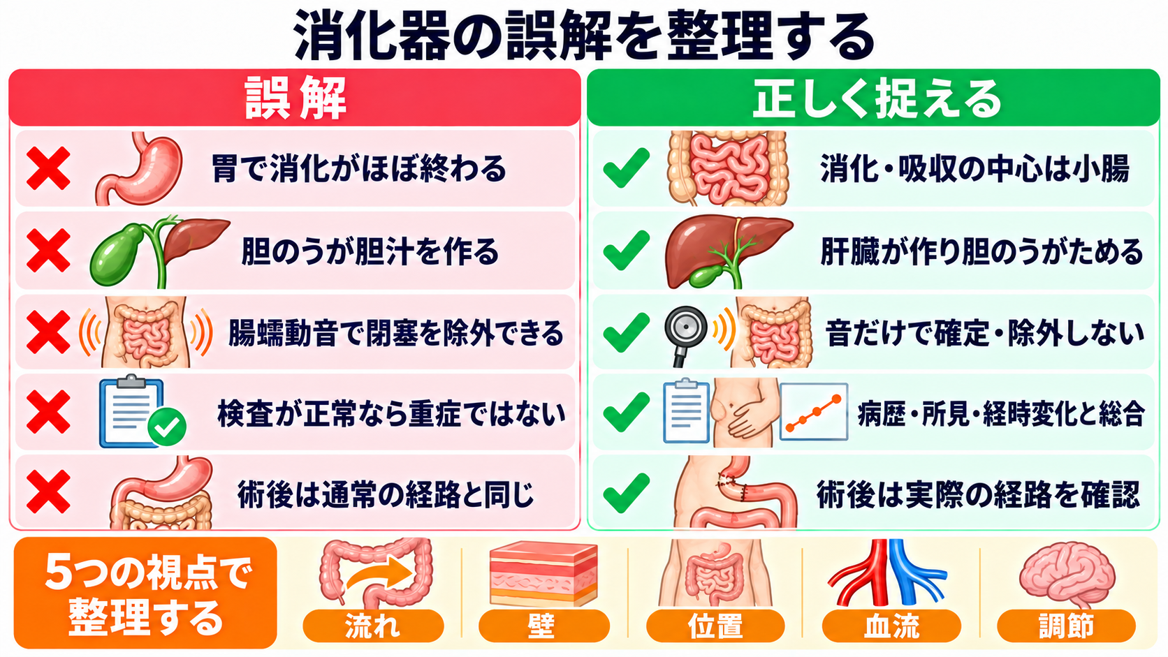 消化器の解剖を流れで理解する｜臓器・腹膜・血流と看護観察の意味：消化器の解剖で起こりやすい誤解を整理するの図解