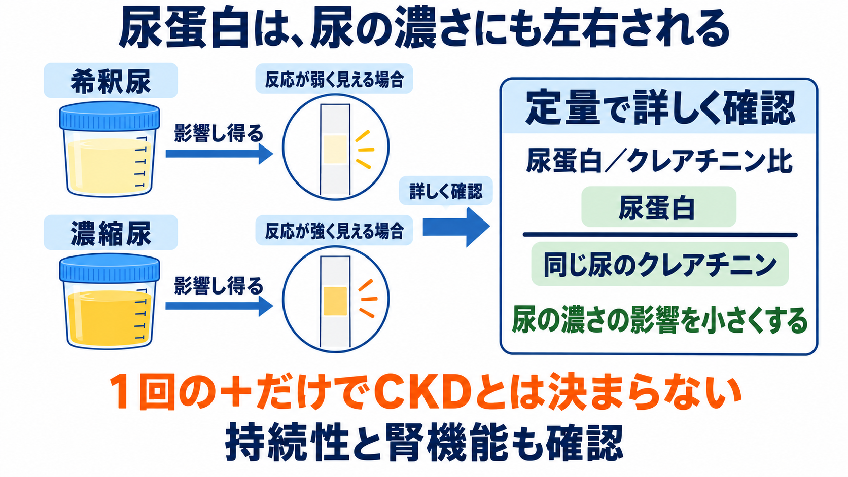尿一般の項目一覧から、結果の読み方と看護での確認点を学ぶ：尿蛋白は、持続性と定量を確認して腎障害の評価につなぐの図解