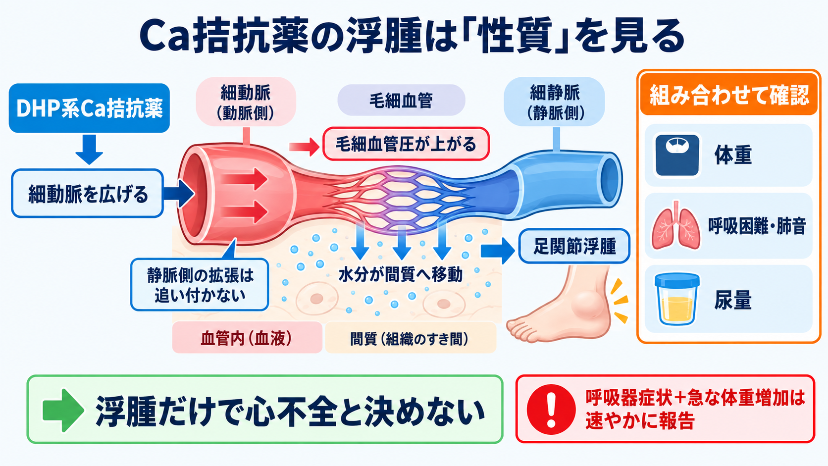降圧薬は結局どれを選ぶ？商品名から薬効群・使い分け・看護観察を読み解く：Ca拮抗薬は血管を広げるため、血圧だけでなく浮腫の「性質」を見るの図解