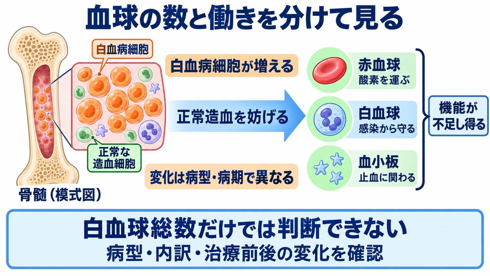 成人の白血病を、病態・検査・治療と看護観察のつながりから理解する：白血病では、血液細胞の数と働きを分けて考えるの図解