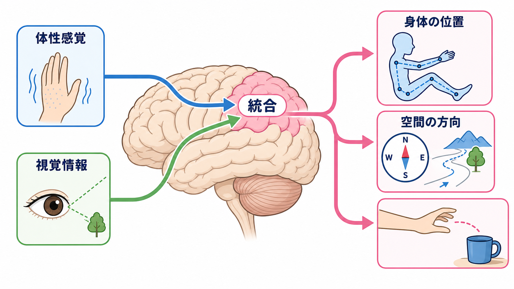 脳の部位ごとの機能を整理｜障害部位から症状と観察項目を考える：頭頂葉は「感じる」だけでなく、身体と空間を統合するの図解