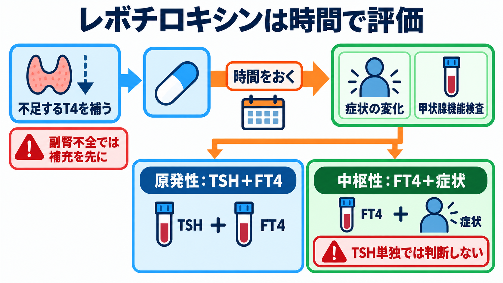 内分泌内科で使われる薬剤を「作用と観察」で理解する：甲状腺・下垂体・副腎・骨代謝の基本：レボチロキシンは甲状腺ホルモンを補い、症状と採血を時間軸で評価するの図解