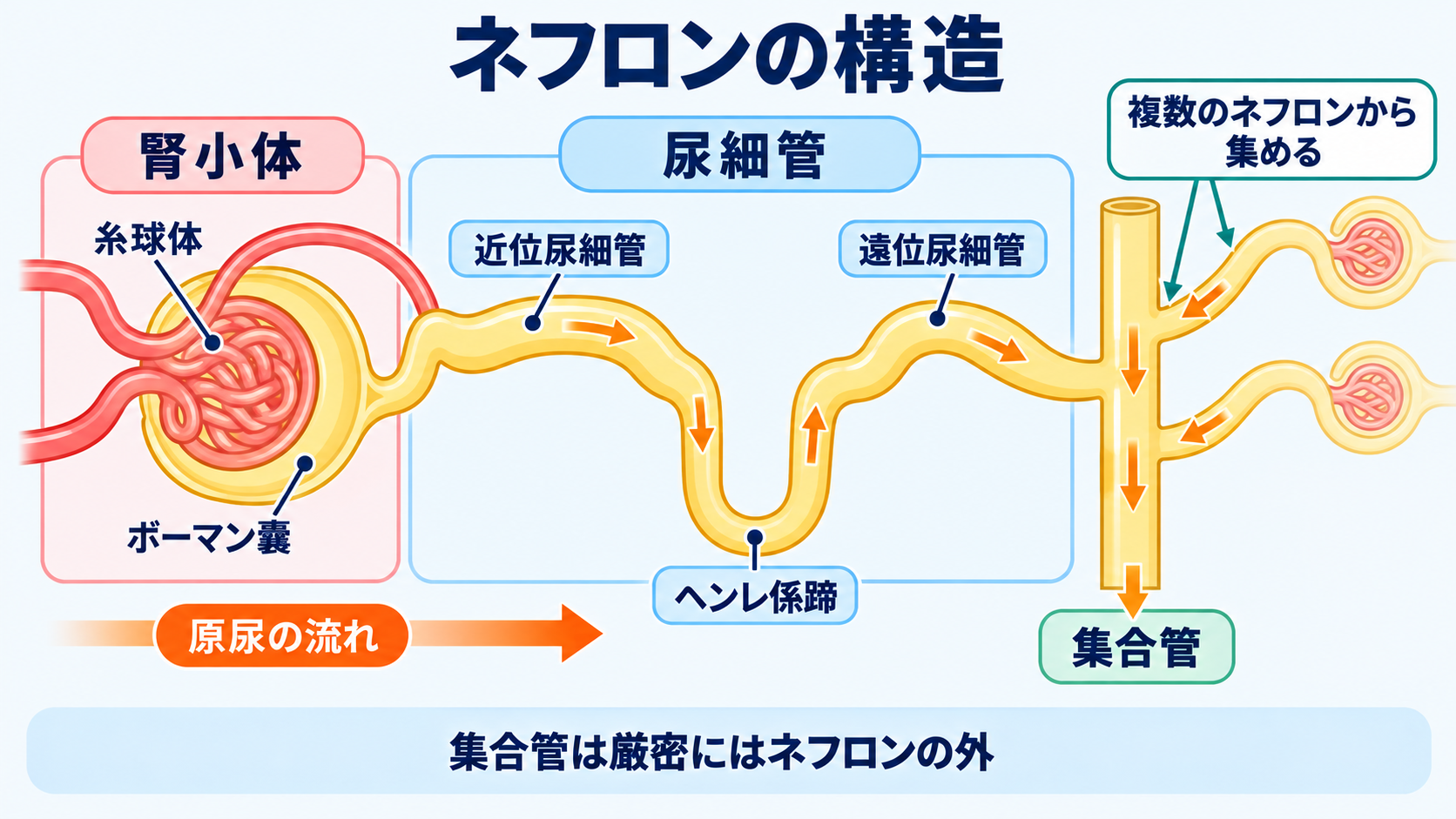 腎臓の解剖を血流と尿の通り道から理解する―ネフロンの構造と看護観察の意味：ネフロンは腎小体と尿細管から成る腎臓の機能単位の図解