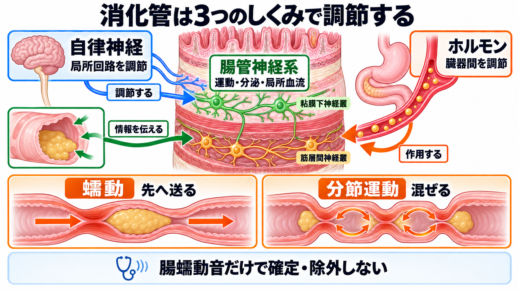 消化器の解剖を流れで理解する｜臓器・腹膜・血流と看護観察の意味：消化管の運動と分泌は、腸管神経系・自律神経・ホルモンが協調して調節するの図解