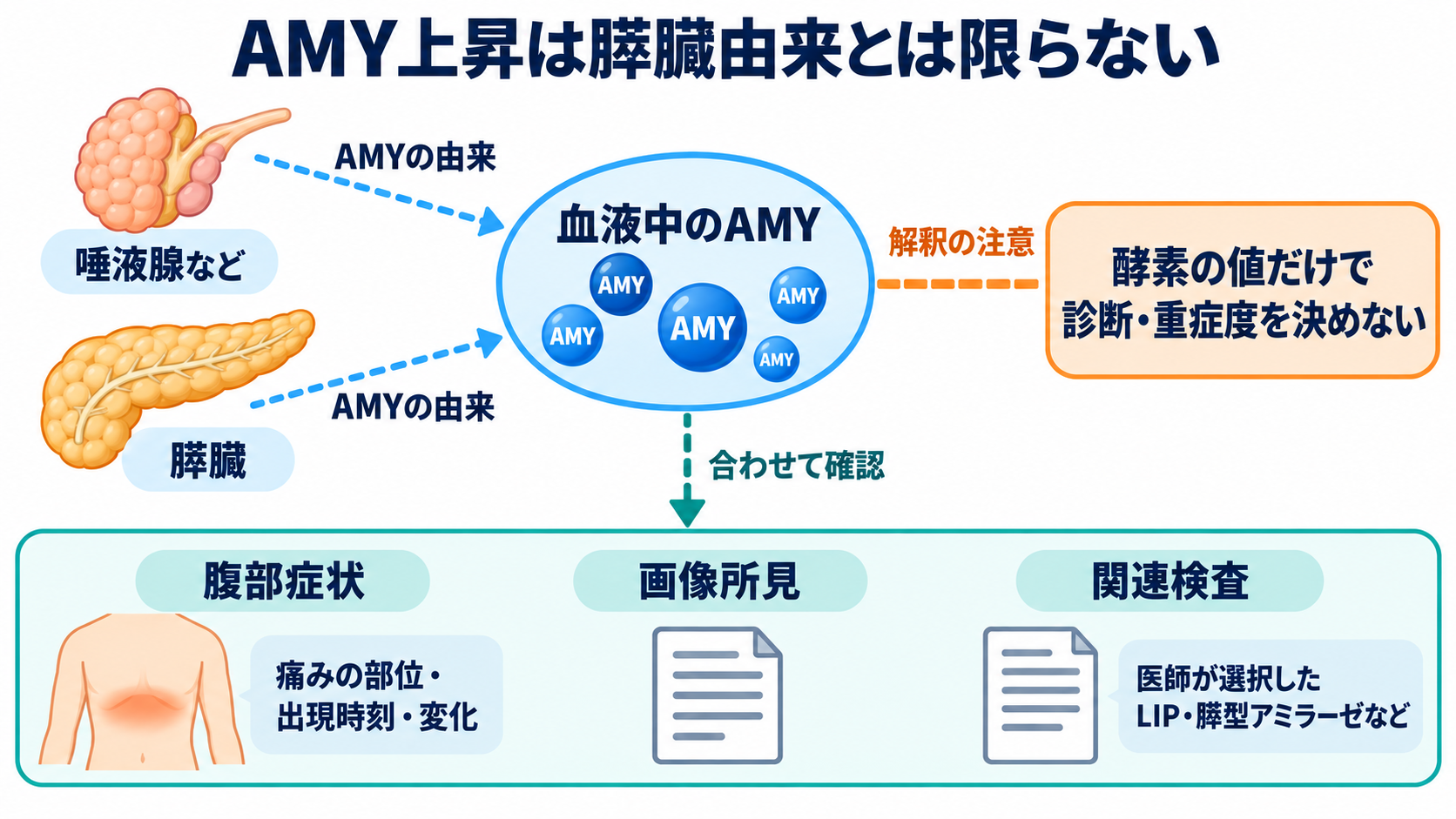 主な生化学検査の一覧から、数値の意味と看護での見方を学ぶ：CK・LD・AMY・LIPは、酵素の由来と症状を組み合わせるの図解