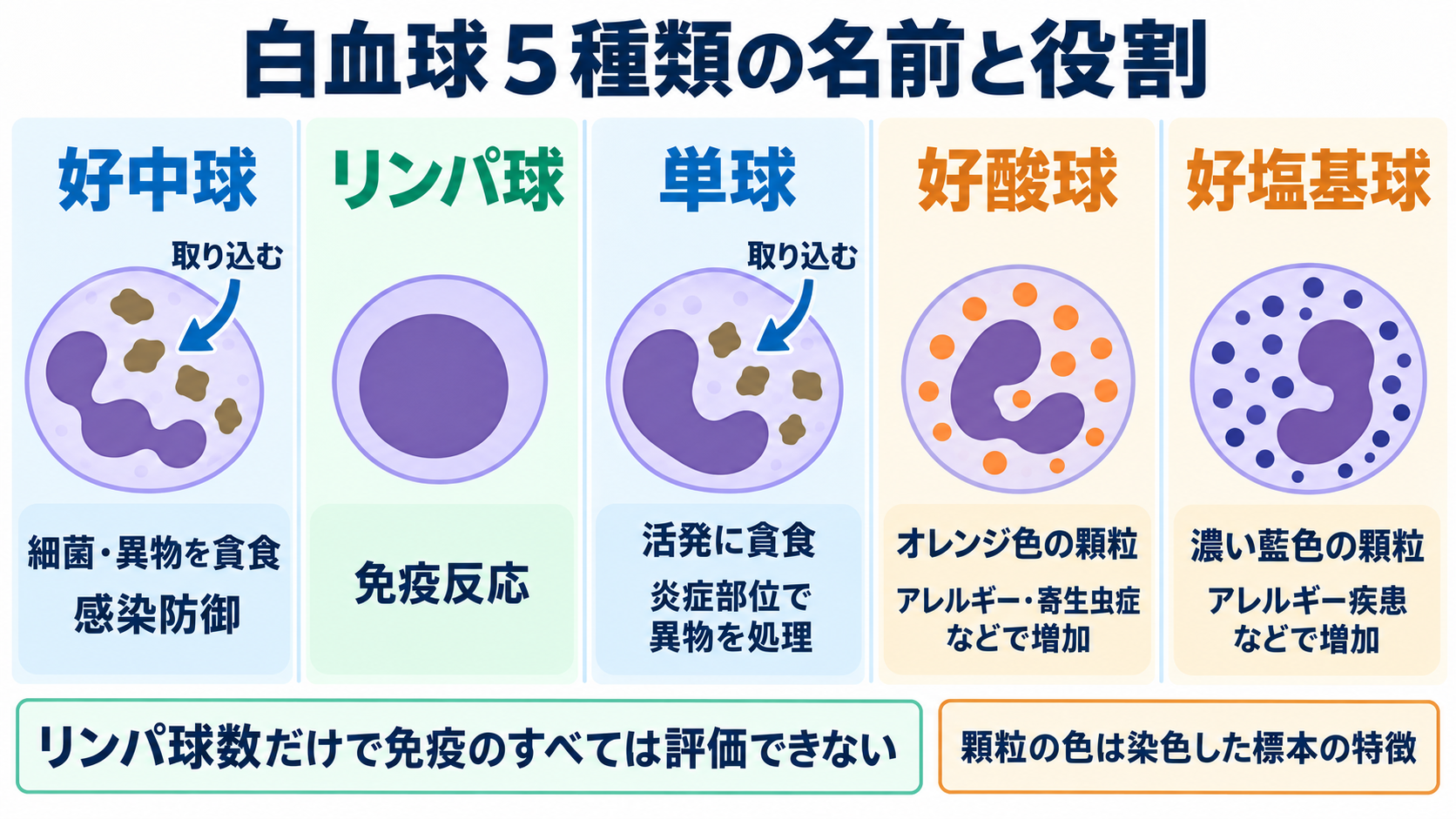 血液像の一覧と読み方：白血球の種類・基準範囲・異常所見を看護につなげる：白血球５種類の名前と役割を一覧で押さえるの図解