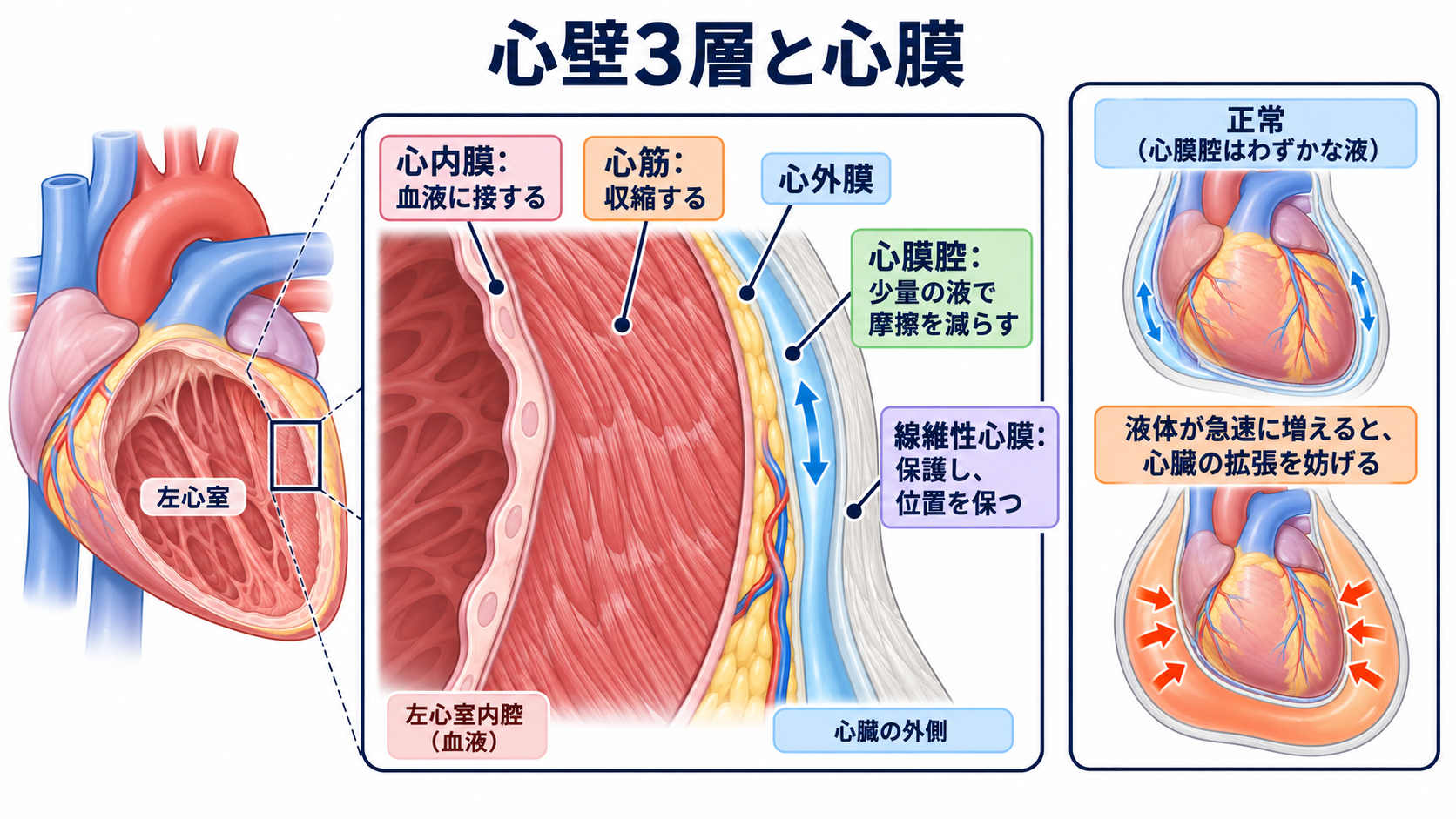 心臓の解剖を血流から理解する｜4つの部屋・弁・冠動脈・刺激伝導系と看護観察：心壁3層と心膜は、収縮・滑らかな血流・摩擦の軽減を分担するの図解