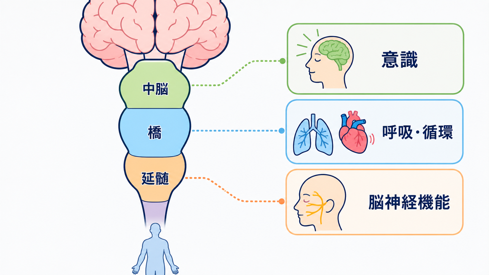 脳の部位ごとの機能を整理｜障害部位から症状と観察項目を考える：脳幹は意識・呼吸・脳神経機能と、脳と身体を結ぶ経路を担うの図解
