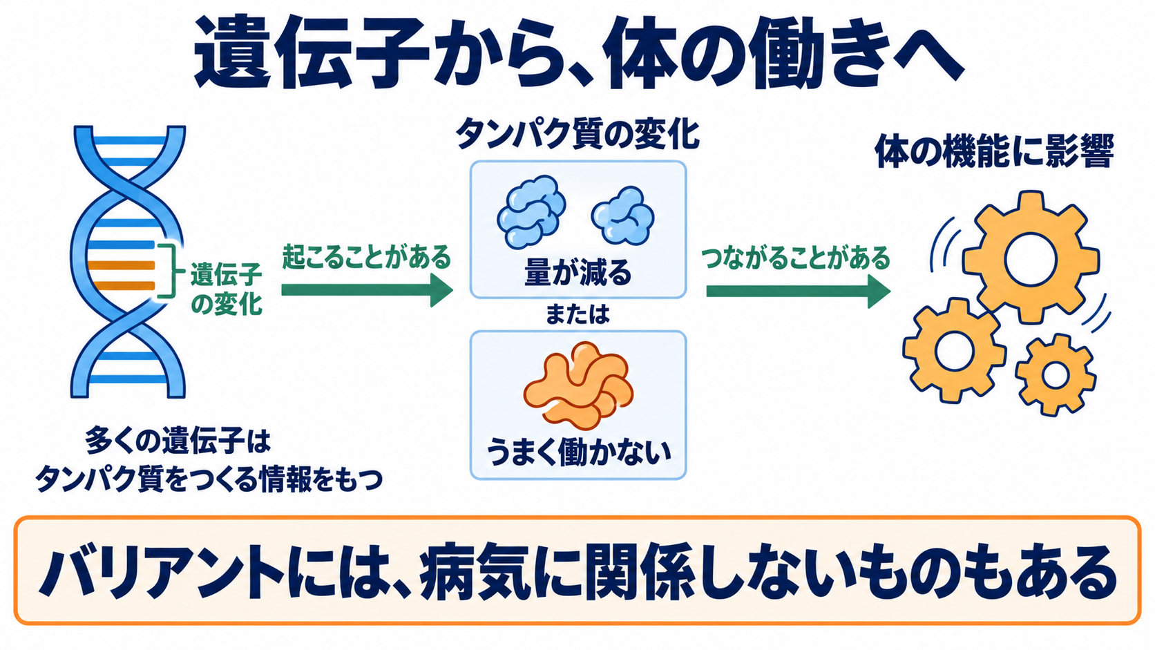 遺伝子の異常でなりやすい病態は？がん・遺伝性疾患の仕組みと看護での捉え方：遺伝子の変化は、タンパク質の量や働きに影響することがあるの図解
