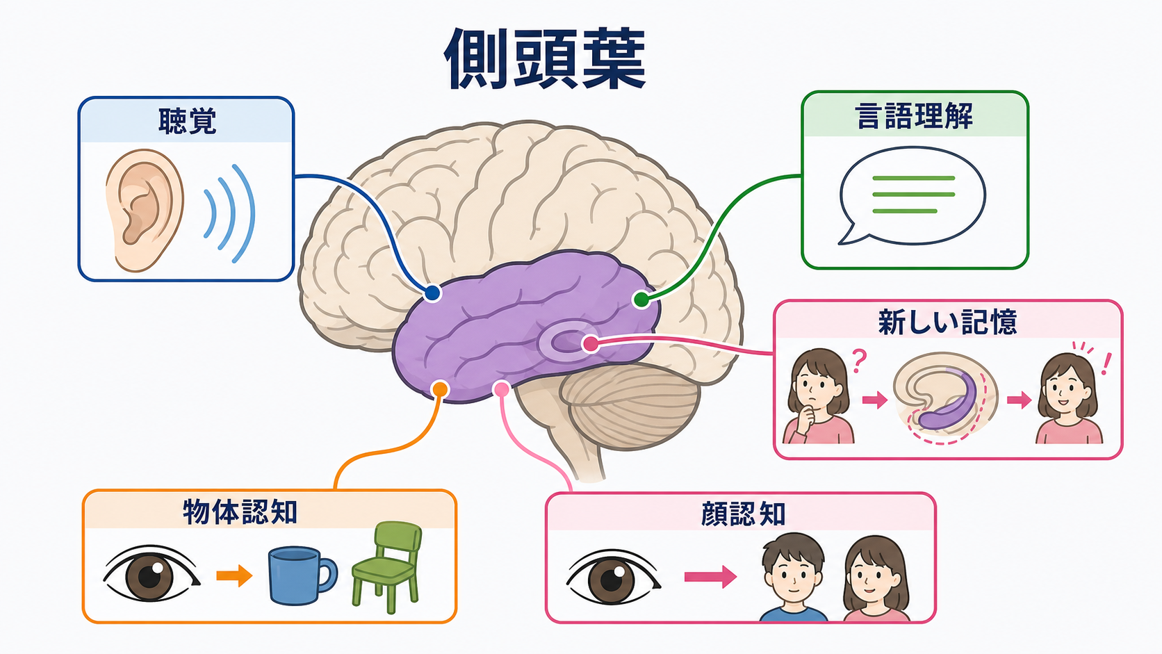 脳の部位ごとの機能を整理｜障害部位から症状と観察項目を考える：側頭葉は聴覚・言語・記憶・認知に関わるの図解