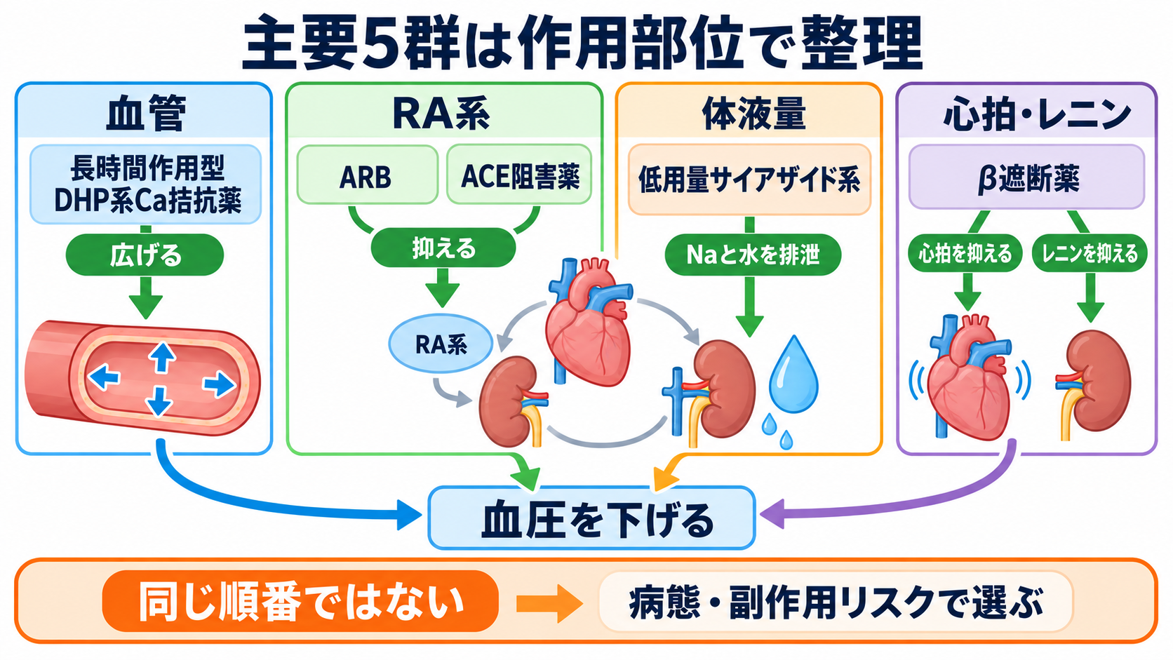 降圧剤の種類と観察ポイント｜作用・副作用・服薬指導を新人看護師向けに整理：主要5群は血管・体液量・心拍・RA系のどこへ作用するかで整理するの図解