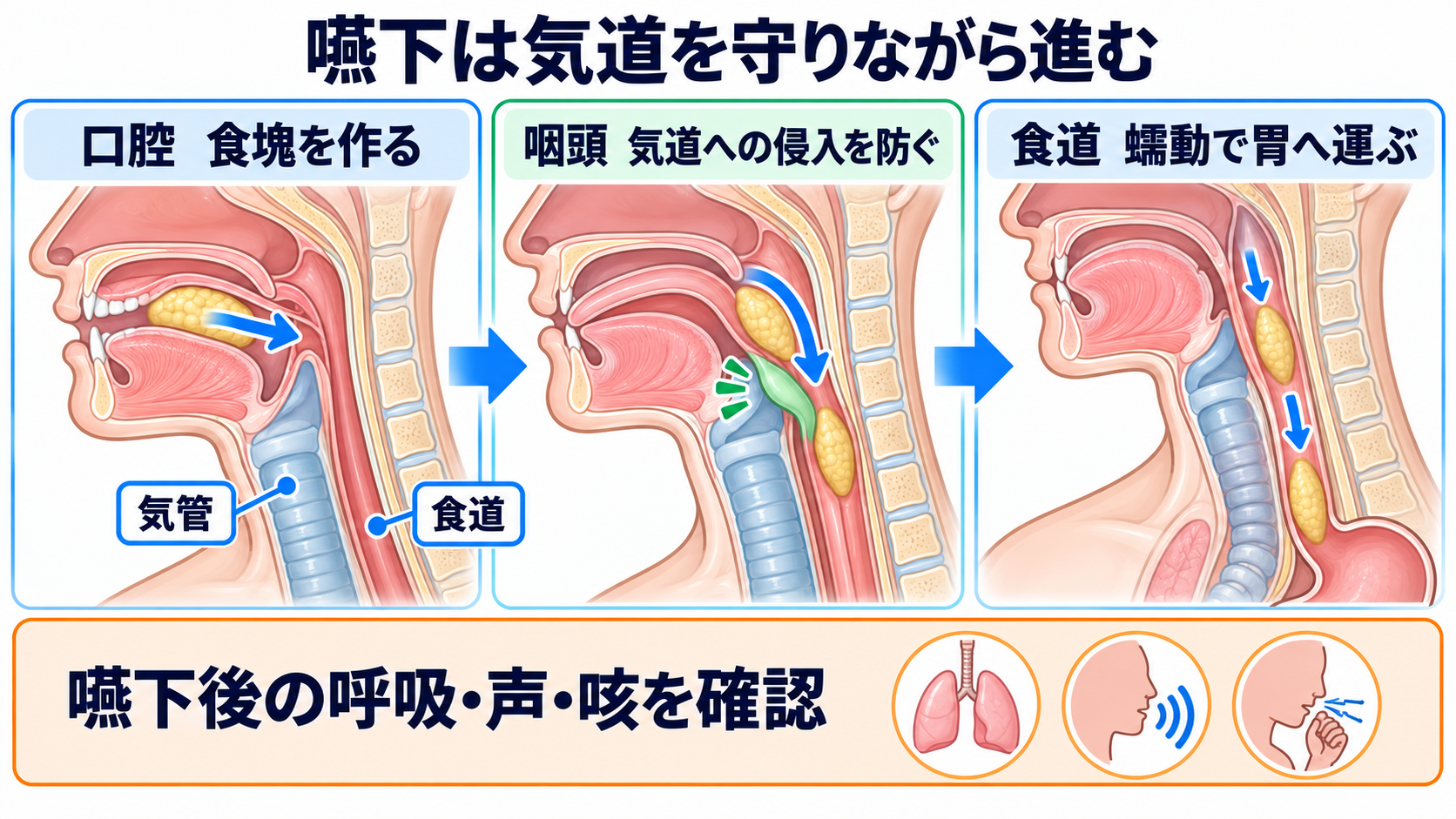 消化器の解剖を流れで理解する｜臓器・腹膜・血流と看護観察の意味：口腔・咽頭・食道は、食塊を作り気道を守りながら胃へ運ぶの図解