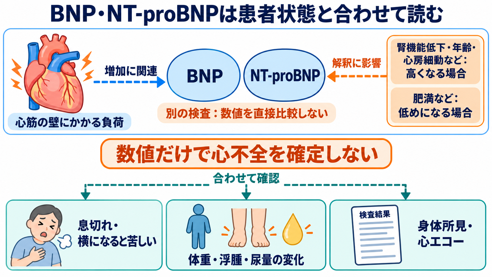 主な生化学検査の一覧から、数値の意味と看護での見方を学ぶ：BNP・NT-proBNPは、心不全の評価で併用するマーカーの図解