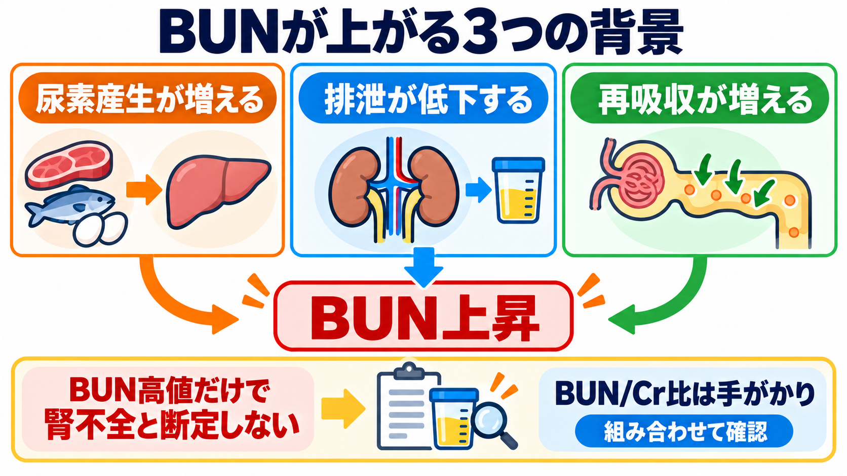 腎機能データの見方｜BUN・Cr・eGFRを「単独値」ではなく変化と背景で読む：BUNは「腎臓から出せない」だけでなく「多く作られる・多く再吸収される」でも上がるの図解