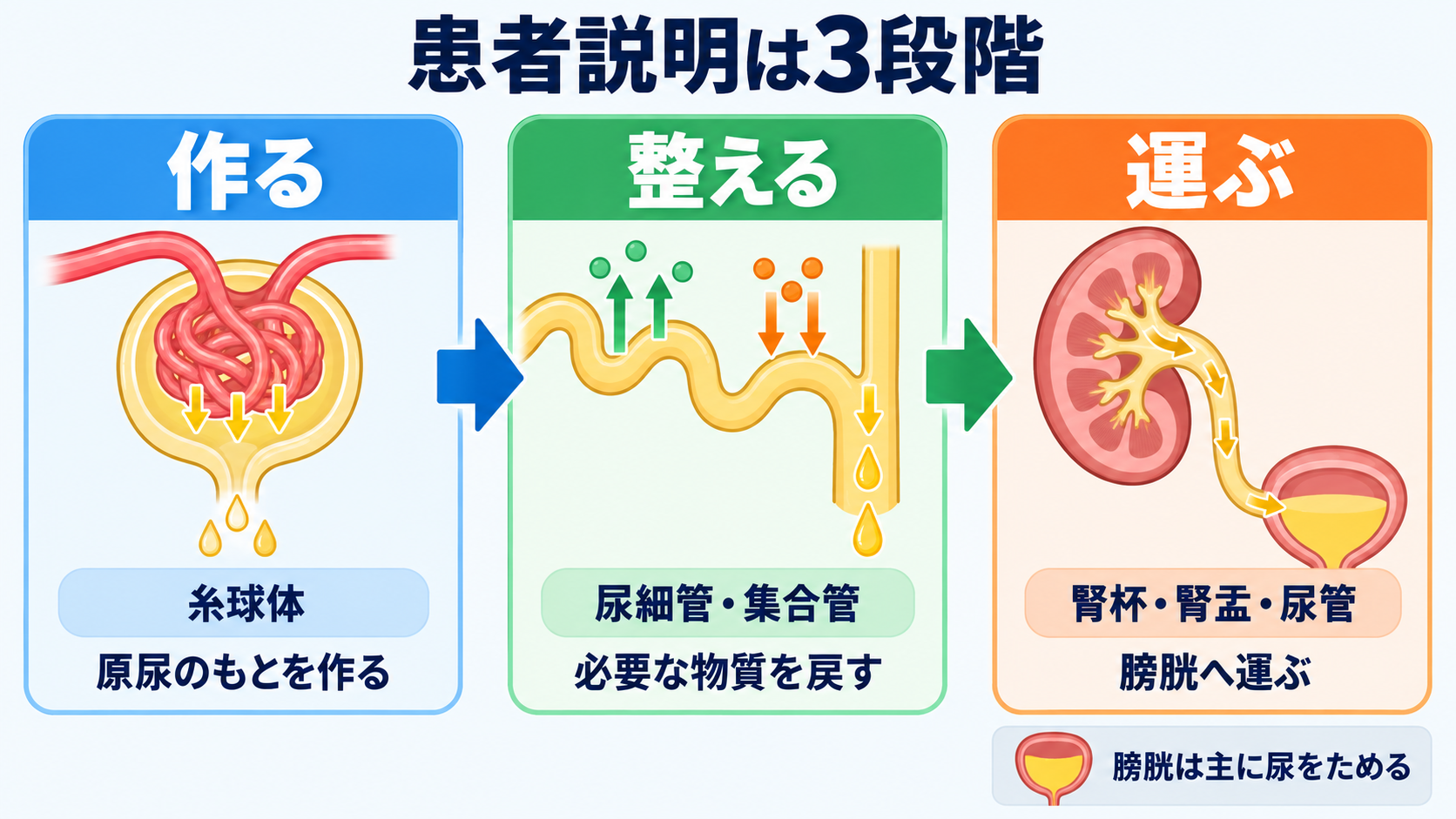 腎臓の解剖を血流と尿の通り道から理解する―ネフロンの構造と看護観察の意味：患者には「作る場所・整える場所・運ぶ場所」を分けて説明するの図解