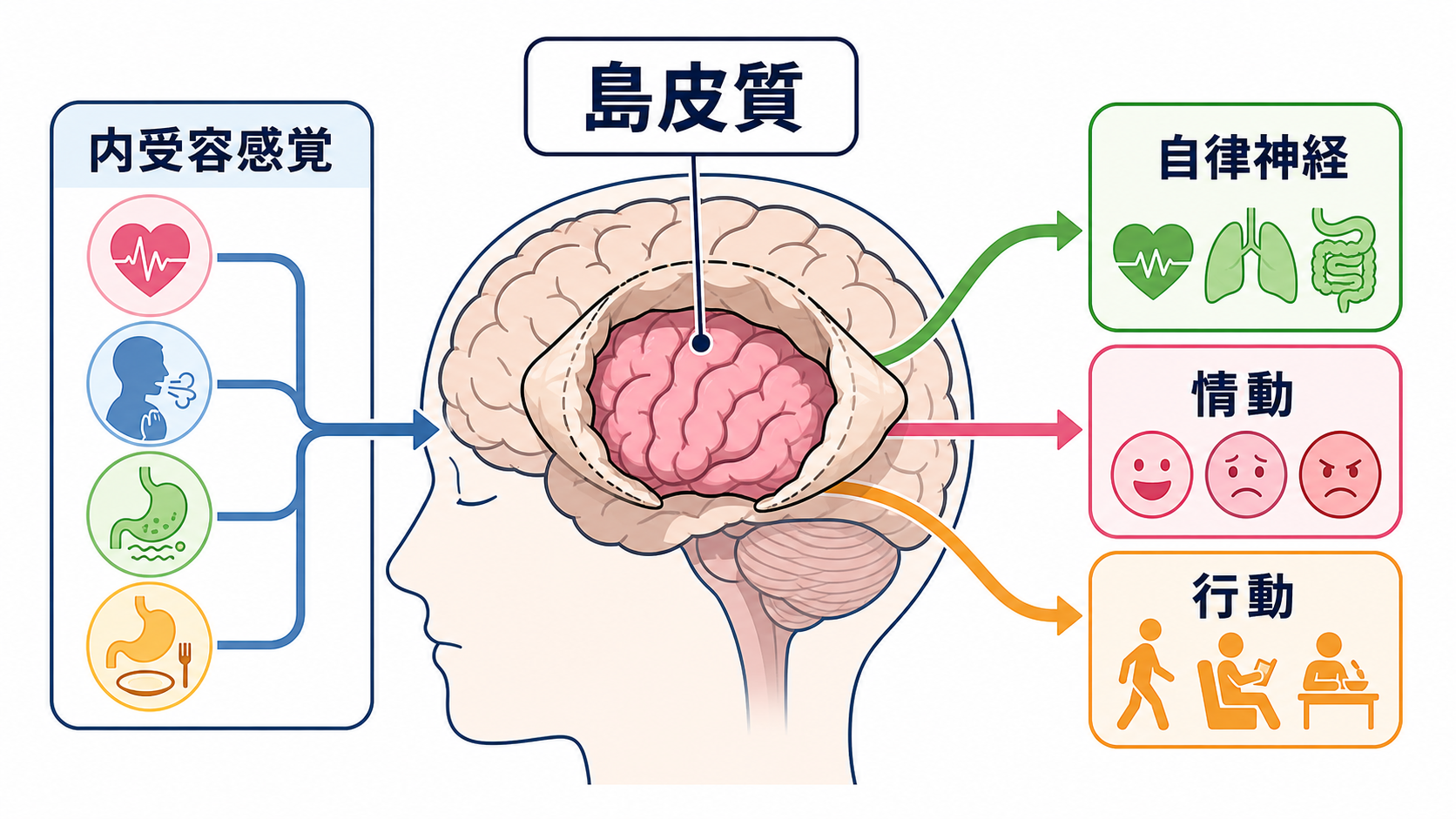 脳の部位ごとの機能を整理｜障害部位から症状と観察項目を考える：島皮質は身体内部の感覚と自律神経・情動を結び付けるの図解