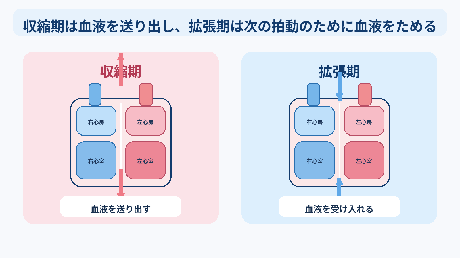 心臓の構造と機能を基礎から理解する｜4つの部屋・弁・血流・刺激伝導・心拍出量と看護観察：収縮期は血液を送り出し、拡張期は次の拍動のために血液をためるの図解