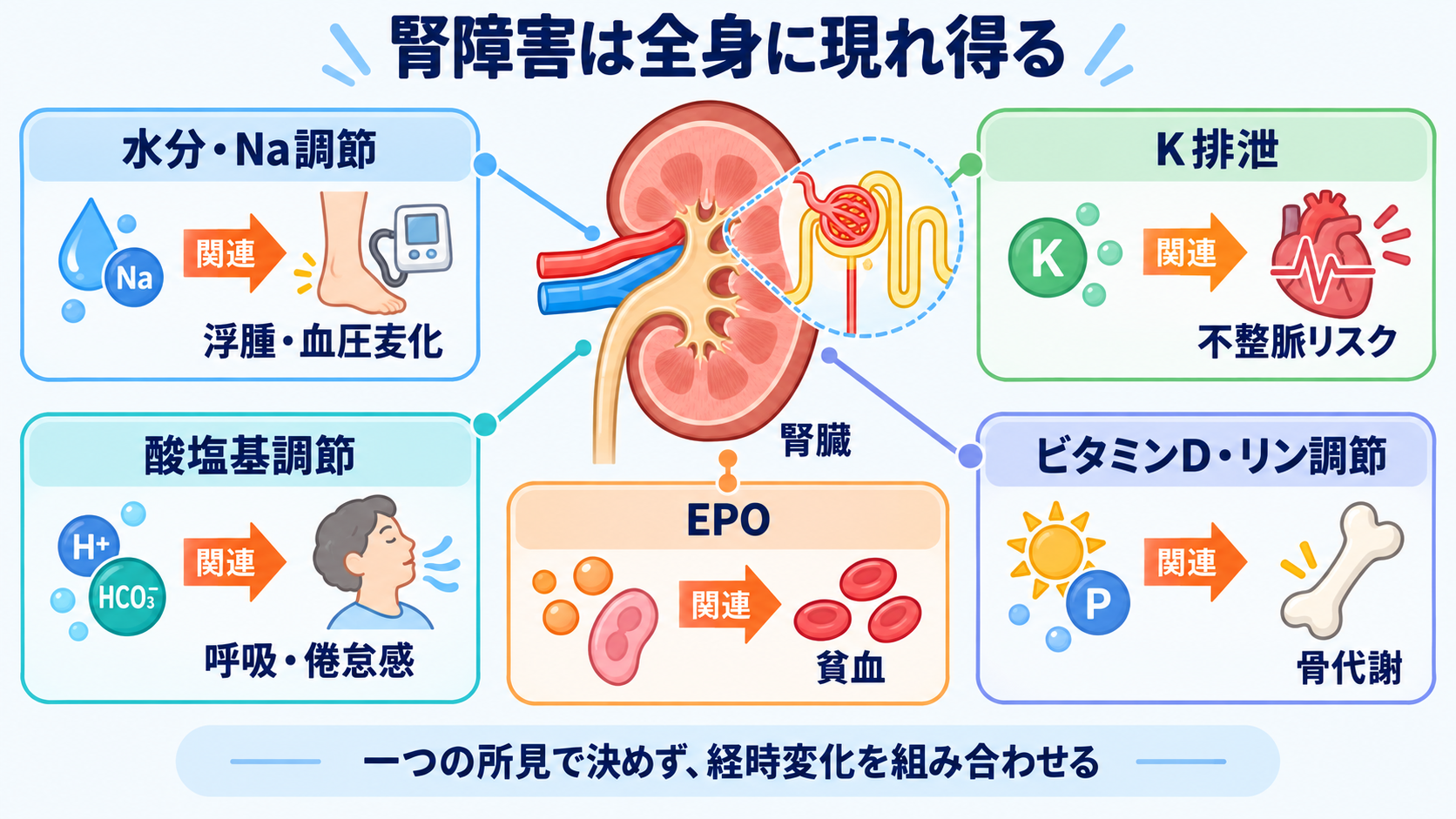 腎臓の解剖を血流と尿の通り道から理解する―ネフロンの構造と看護観察の意味：腎臓の構造を知ると、全身症状が起こる理由までつながるの図解
