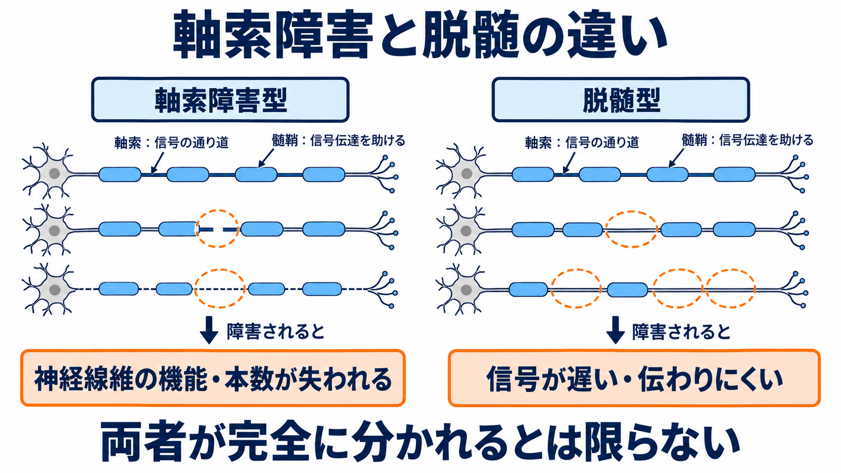 ニューロパチーとは？原因・症状・検査から看護観察と緊急性まで分かりやすく解説：神経の「軸索」と「髄鞘」のどこが障害されるかで病態は異なるの図解
