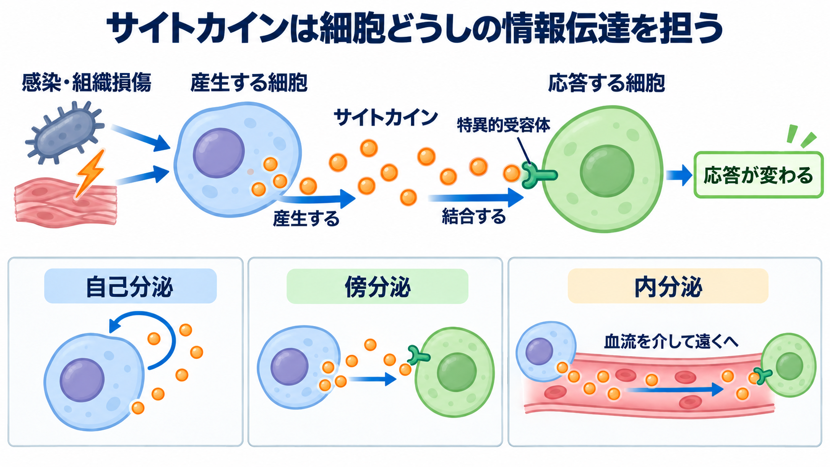 サイトカインとは何か――免疫・炎症の仕組みから検査、治療、看護観察まで：サイトカインは「細胞どうしの情報伝達」を担うタンパク質の図解