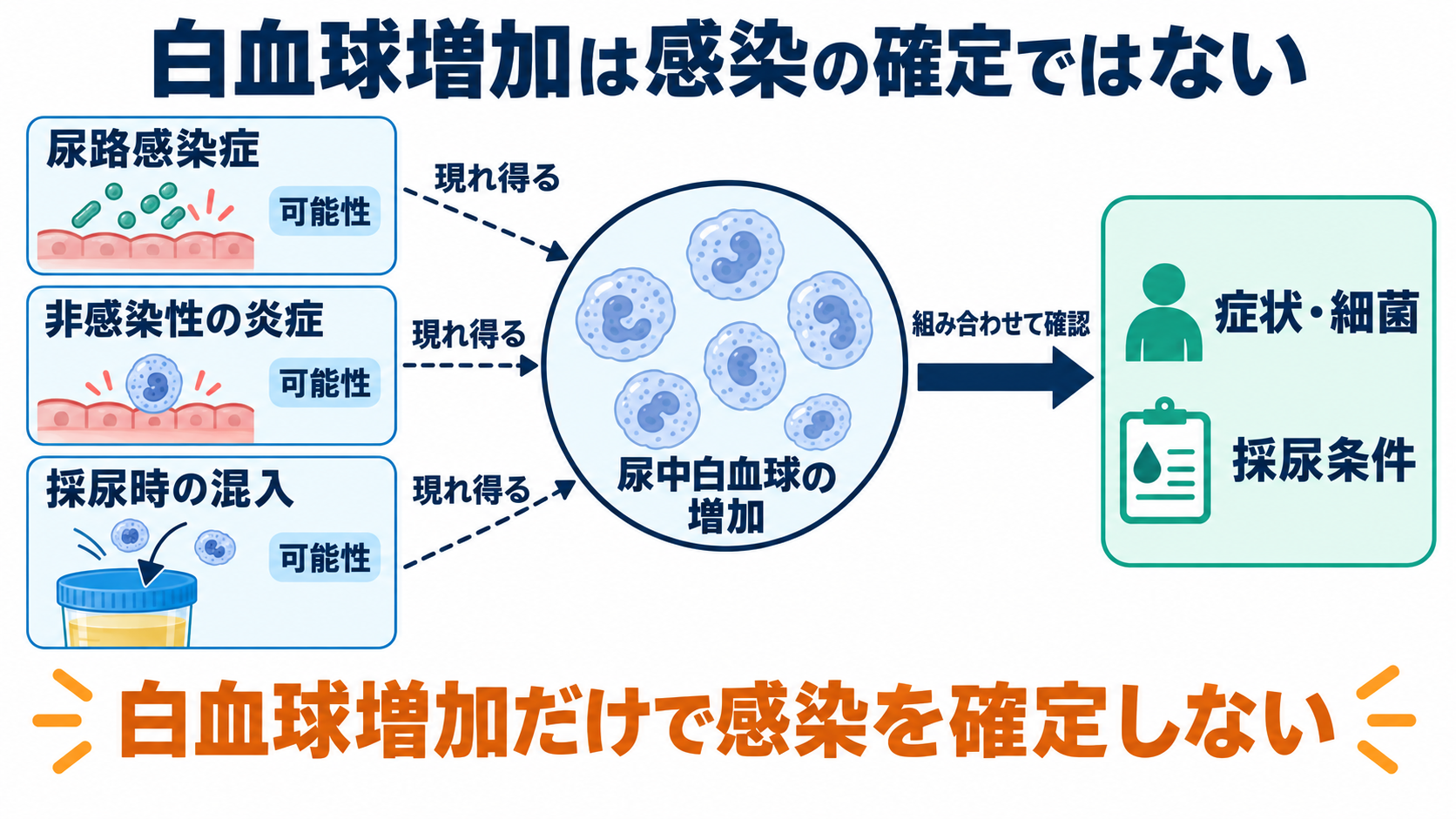 尿沈渣の主な成分一覧と、看護に役立つ所見の読み方：白血球の増加は炎症の手掛かりであり、感染の確定ではないの図解