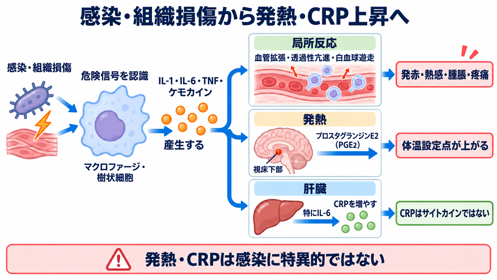 サイトカインとは何か――免疫・炎症の仕組みから検査、治療、看護観察まで：感染や組織損傷から発熱・CRP上昇へは段階があるの図解