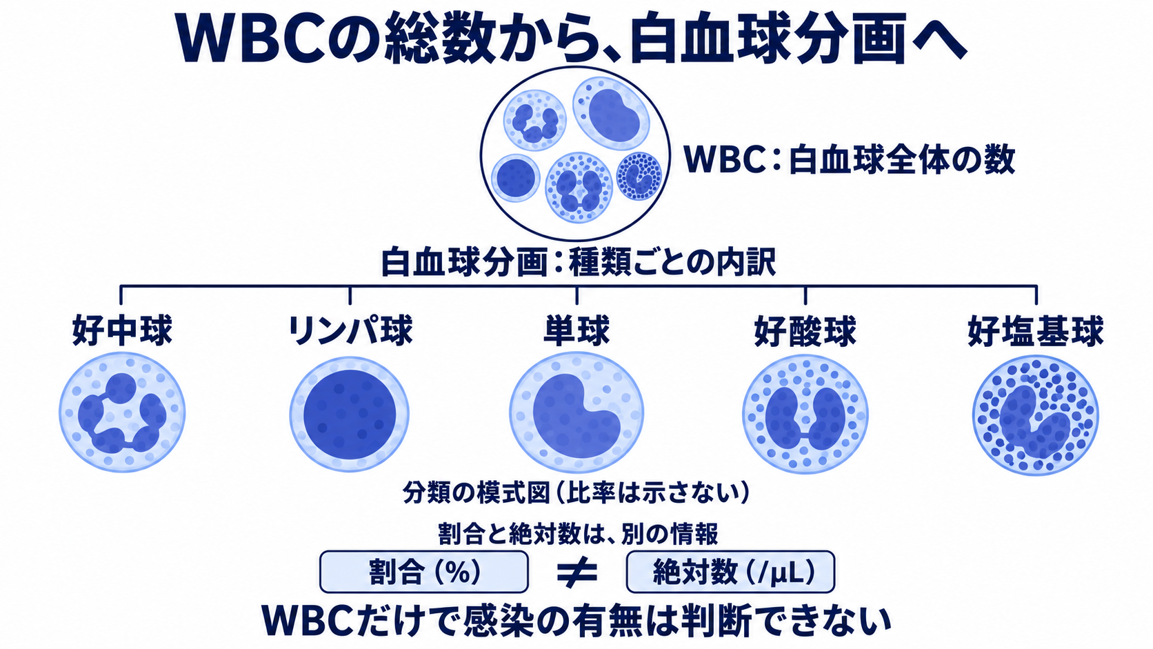 血球算定の項目一覧で理解する、基準範囲と看護での読み方：WBCは総数を確認したあと、白血球分画で内訳を見るの図解