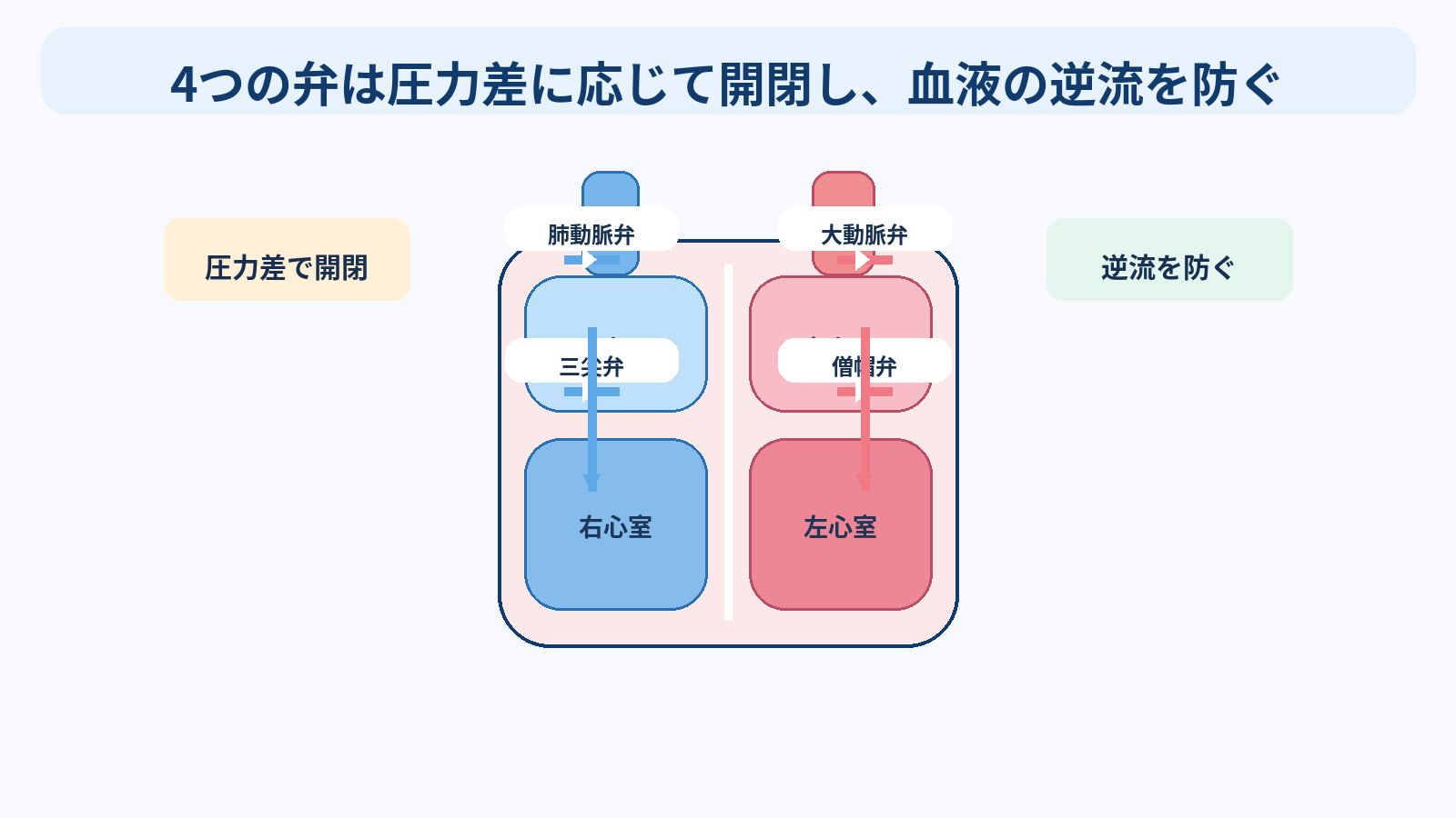 心臓の構造と機能を基礎から理解する｜4つの部屋・弁・血流・刺激伝導・心拍出量と看護観察：4つの弁は圧力差に応じて開閉し、血液の逆流を防ぐの図解