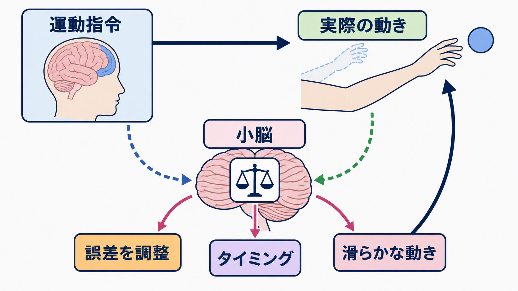 脳の部位ごとの機能を整理｜障害部位から症状と観察項目を考える：小脳は筋力を生むのではなく、動きの誤差とタイミングを調整するの図解