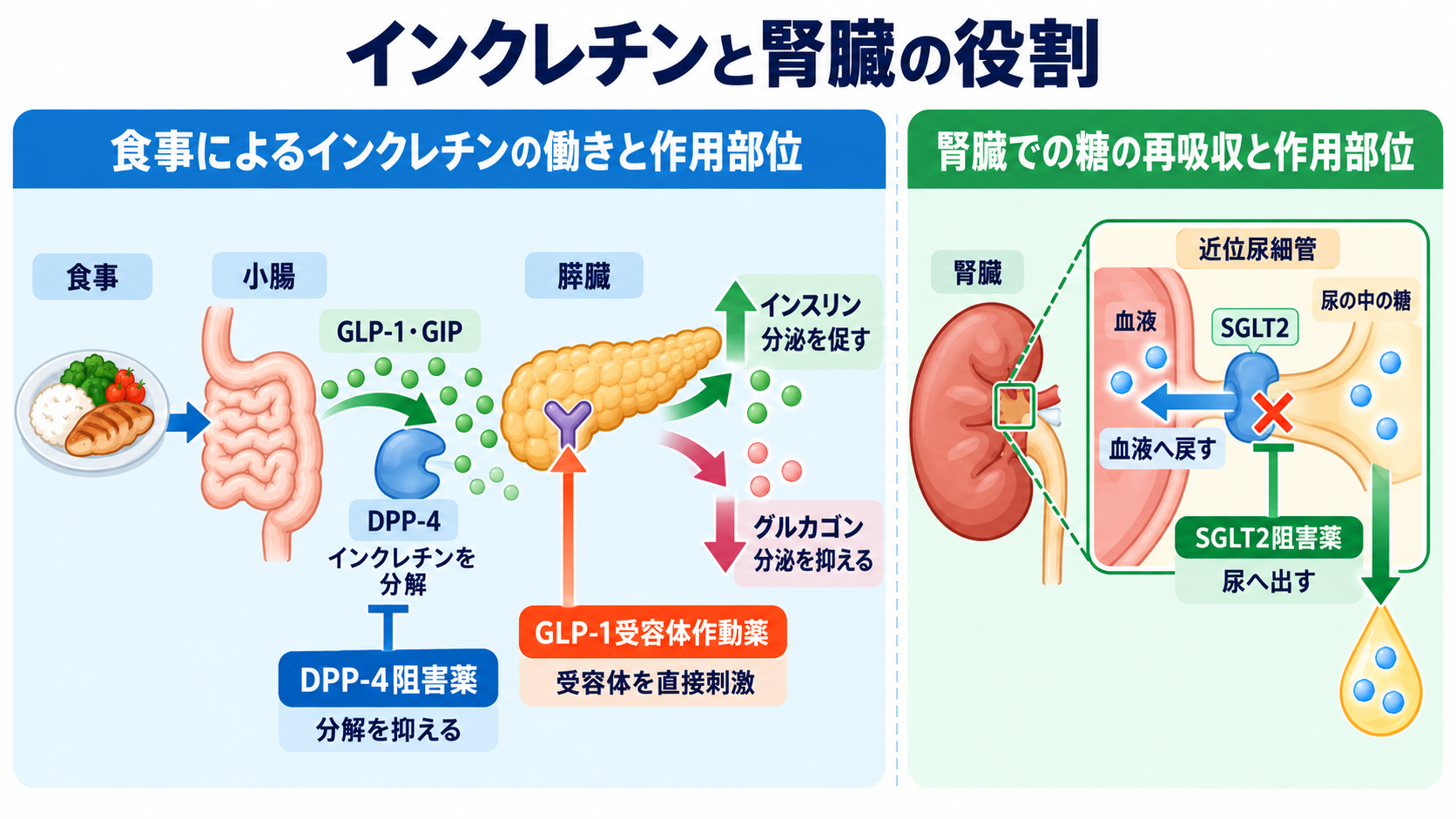 糖尿病薬の種類まとめ｜DPP-4阻害薬・SGLT2阻害薬・GLP-1受容体作動薬の違いと看護の確認ポイント：DPP-4・SGLT2・GLP-1の違いを比較するの図解