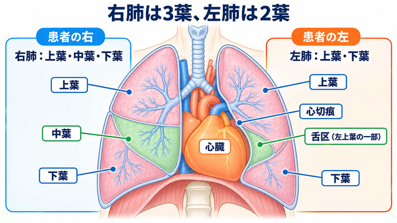 肺の解剖を臨床につなげる：肺葉・肺区域・肺胞・胸膜と看護観察：右肺は3葉、左肺は2葉で、心臓の位置が左右差をつくるの図解