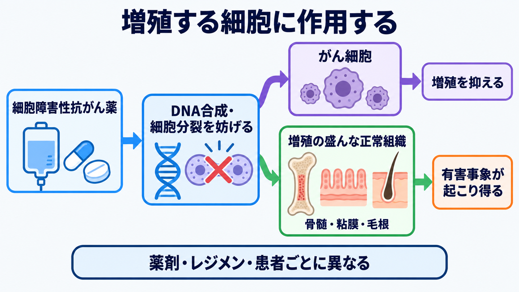 抗がん剤で使われる薬剤の種類と作用―副作用を予測する看護観察の考え方：細胞障害性抗がん薬は、増殖の仕組みを妨げるため正常細胞にも影響するの図解