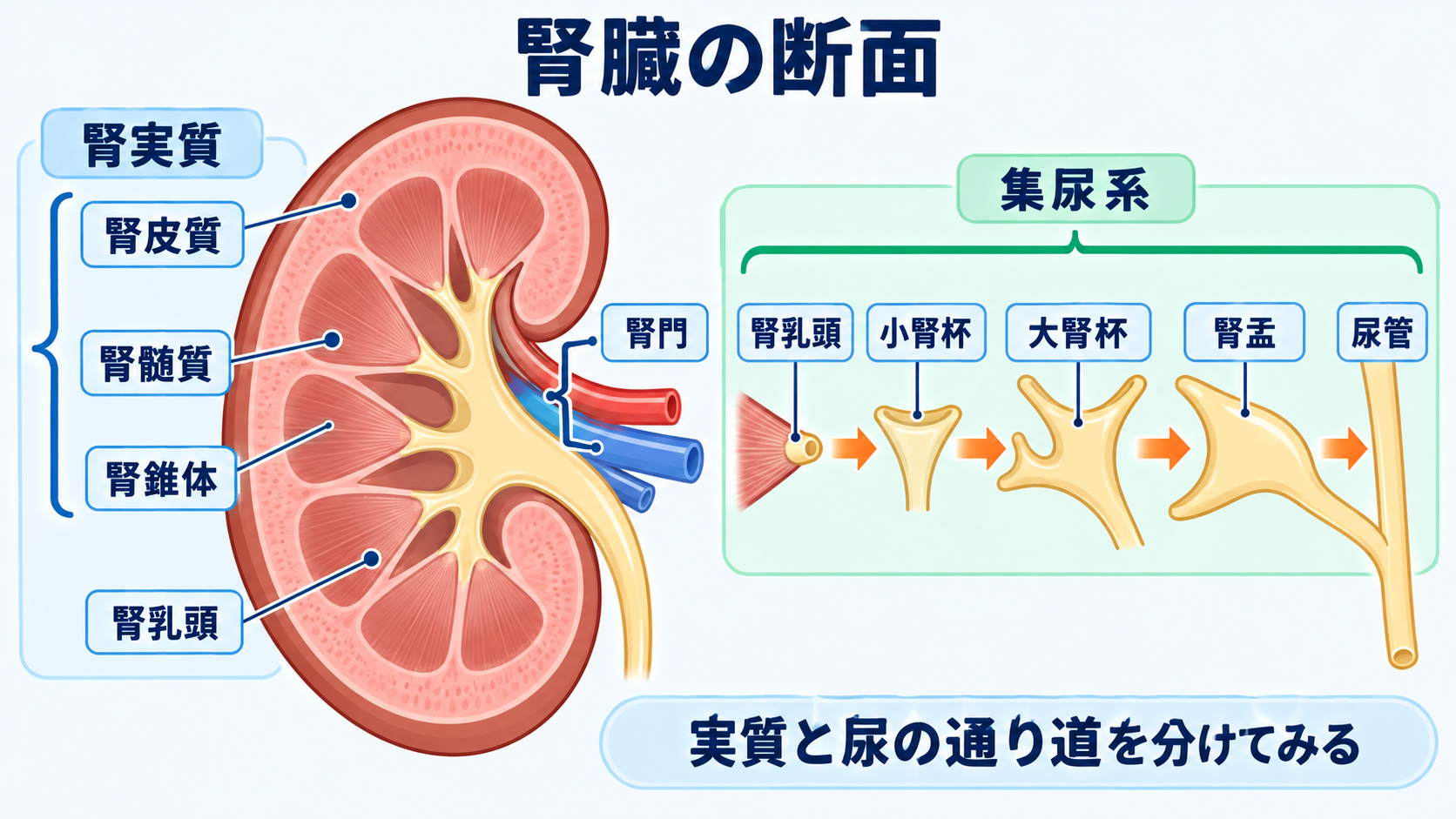 腎臓の解剖を血流と尿の通り道から理解する―ネフロンの構造と看護観察の意味：断面は皮質・髄質・集尿系に分けると理解しやすいの図解