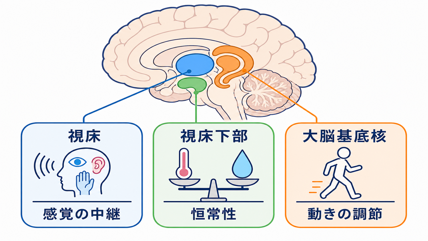 脳の部位ごとの機能を整理｜障害部位から症状と観察項目を考える：視床・視床下部・大脳基底核は、皮質の働きを深部から支えるの図解