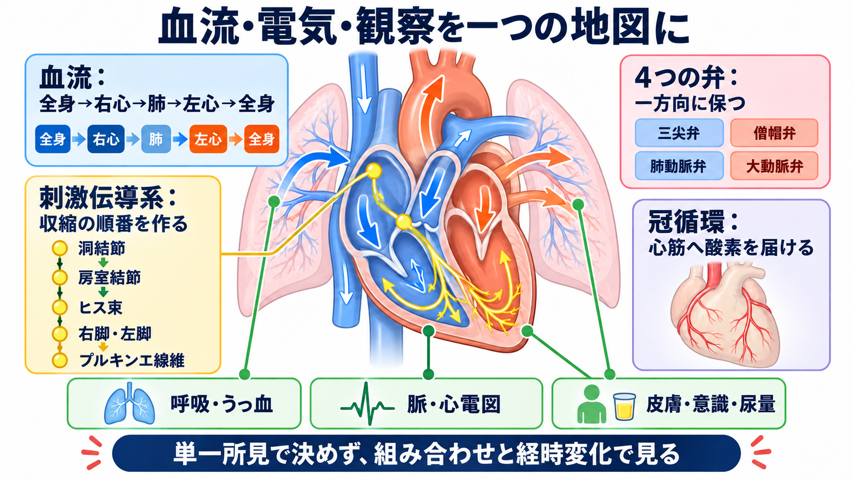 心臓の解剖を血流から理解する｜4つの部屋・弁・冠動脈・刺激伝導系と看護観察：心臓の解剖は、血流・電気・観察を一つの地図にすると理解できるの図解
