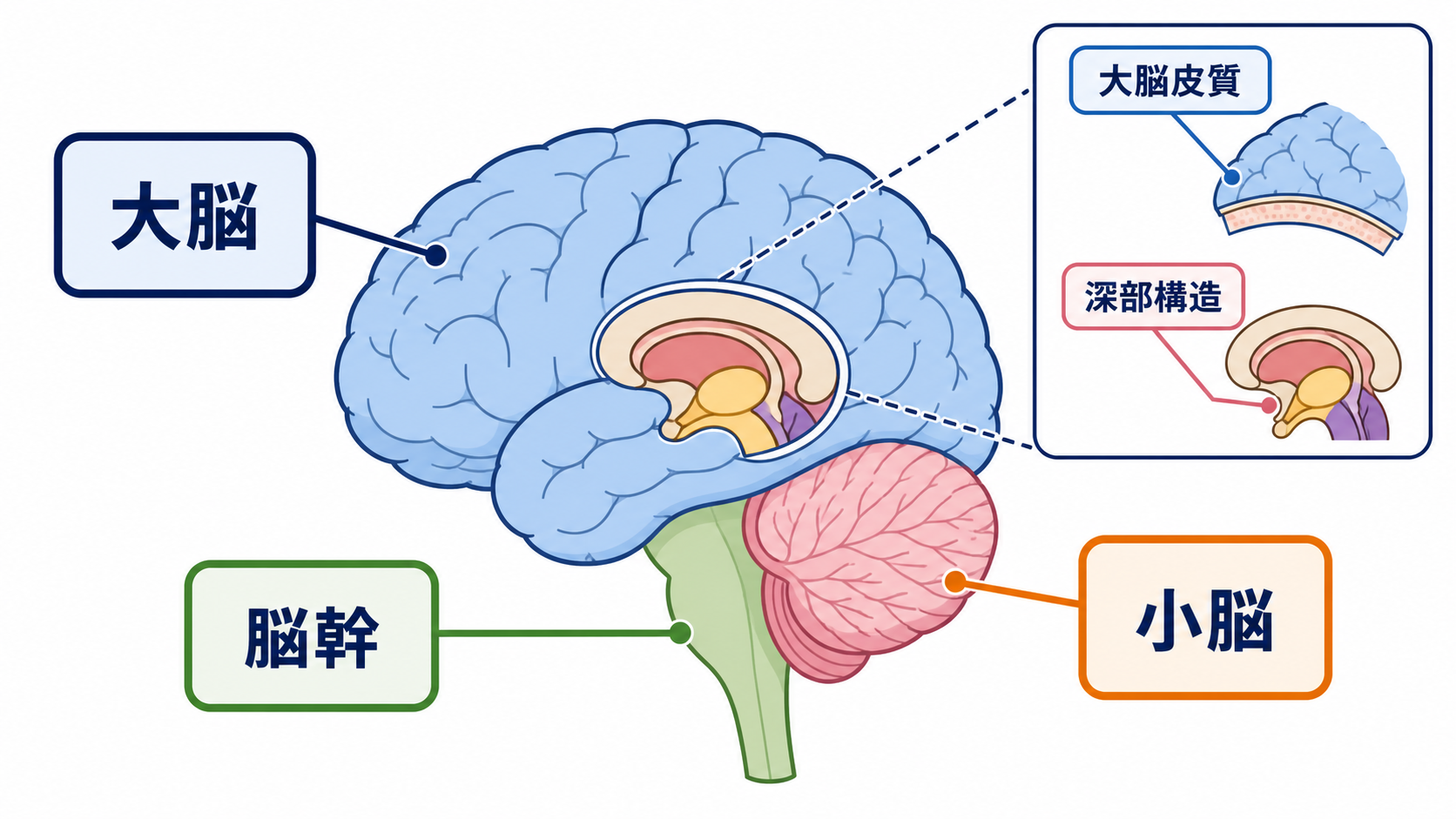 脳の部位ごとの機能を整理｜障害部位から症状と観察項目を考える：まず押さえたい脳の主要部位と代表的な働きの図解