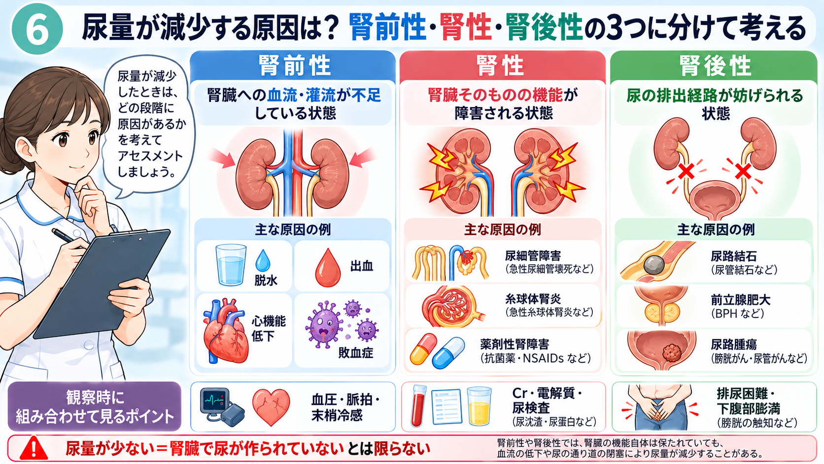 尿量の見かた｜なぜ確認する？正常の目安・尿量が減る原因・看護観察のポイント：尿量が減少する原因は？腎前性・腎性・腎後性の3つに分けて考えるの図解