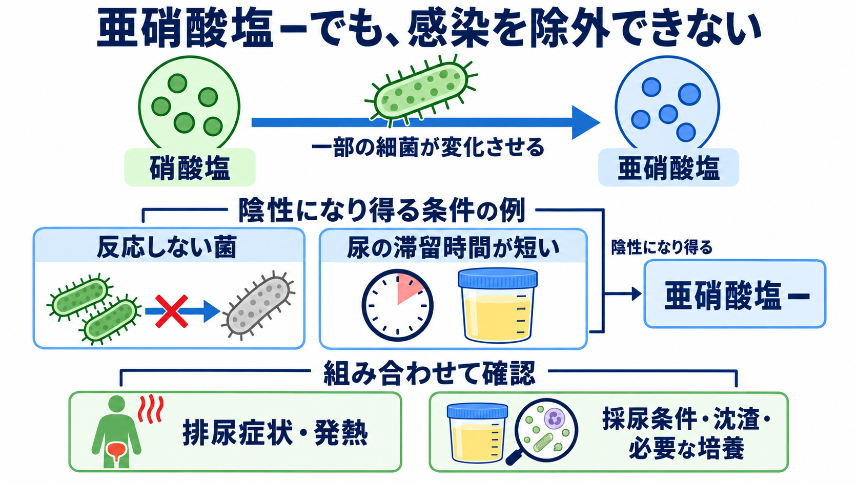 尿一般の項目一覧から、結果の読み方と看護での確認点を学ぶ：白血球反応・亜硝酸塩は、症状と組み合わせて感染を考えるの図解