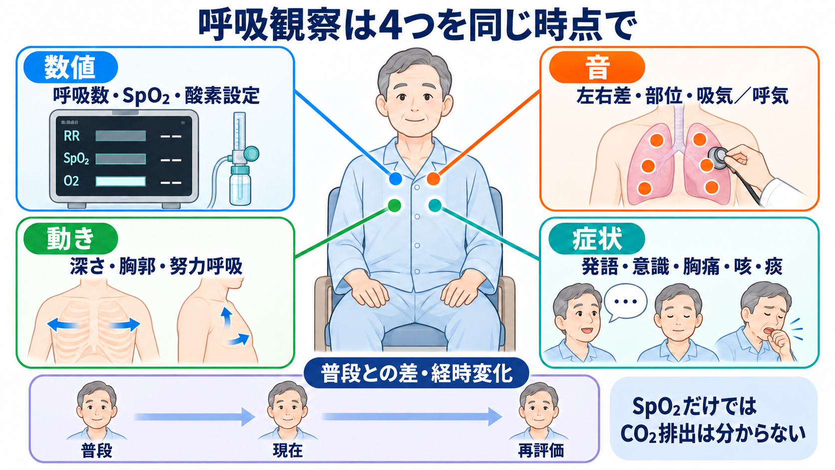 肺の解剖を臨床につなげる：肺葉・肺区域・肺胞・胸膜と看護観察：看護観察は「数値・動き・音・症状」を同じ時点で結び付けるの図解