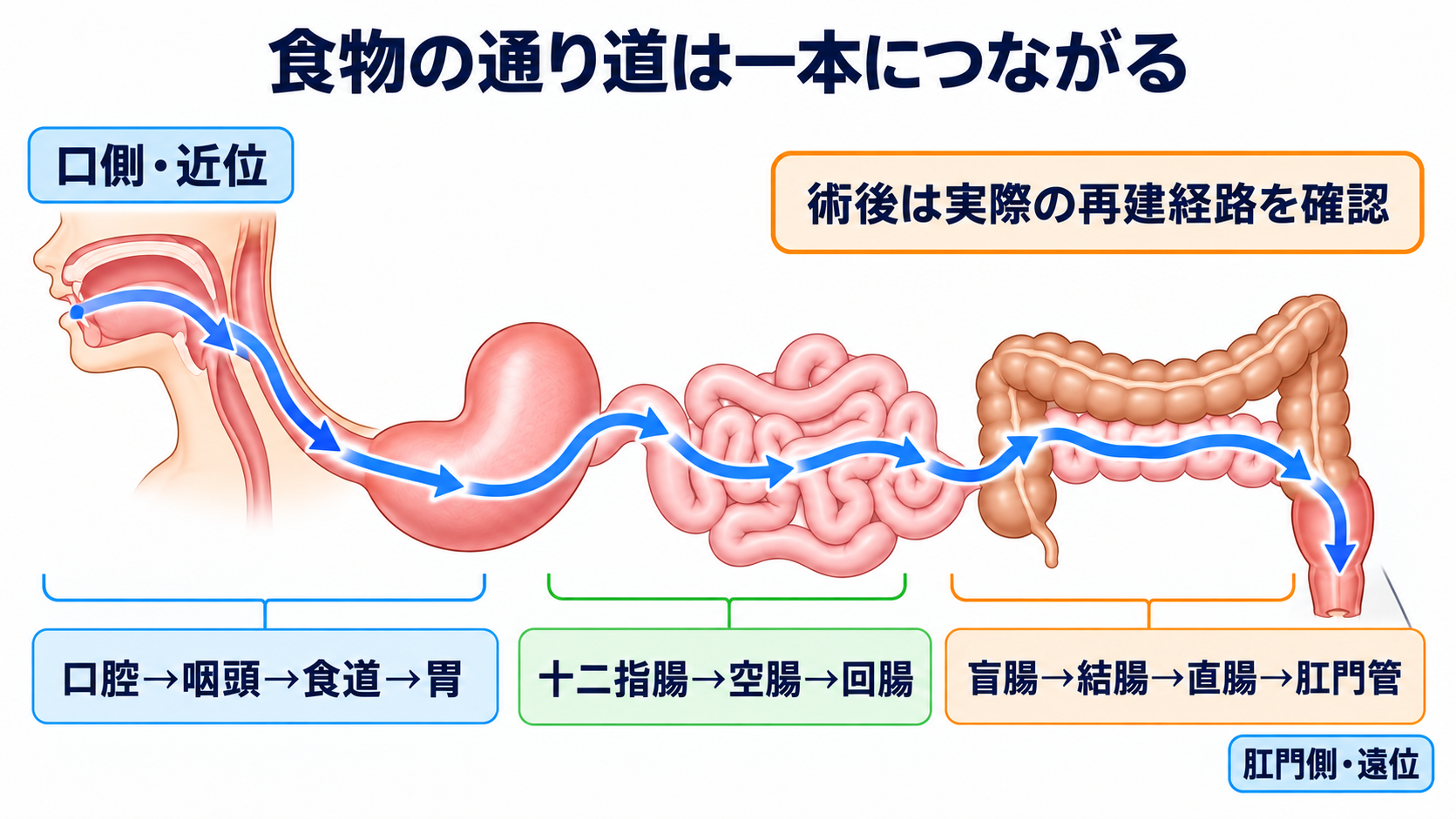 消化器の解剖を流れで理解する｜臓器・腹膜・血流と看護観察の意味：食物の通り道を近位から遠位へ一本につなげるの図解