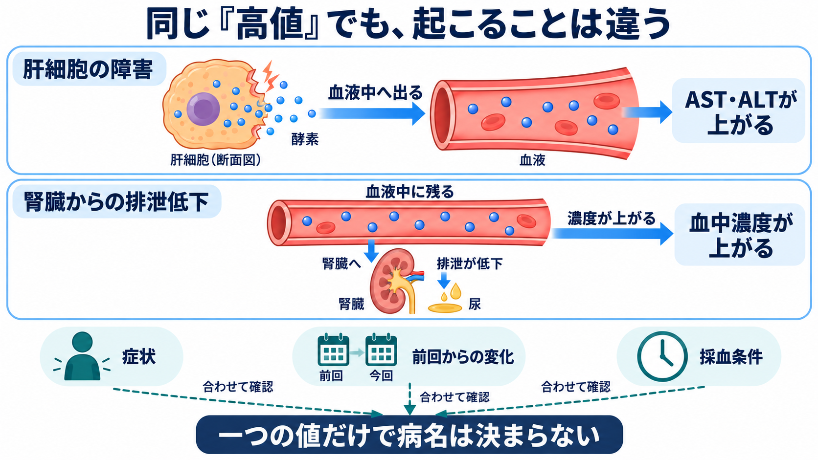主な生化学検査の一覧から、数値の意味と看護での見方を学ぶ：生化学検査は、血液中の成分から体の状態を捉える検査の図解