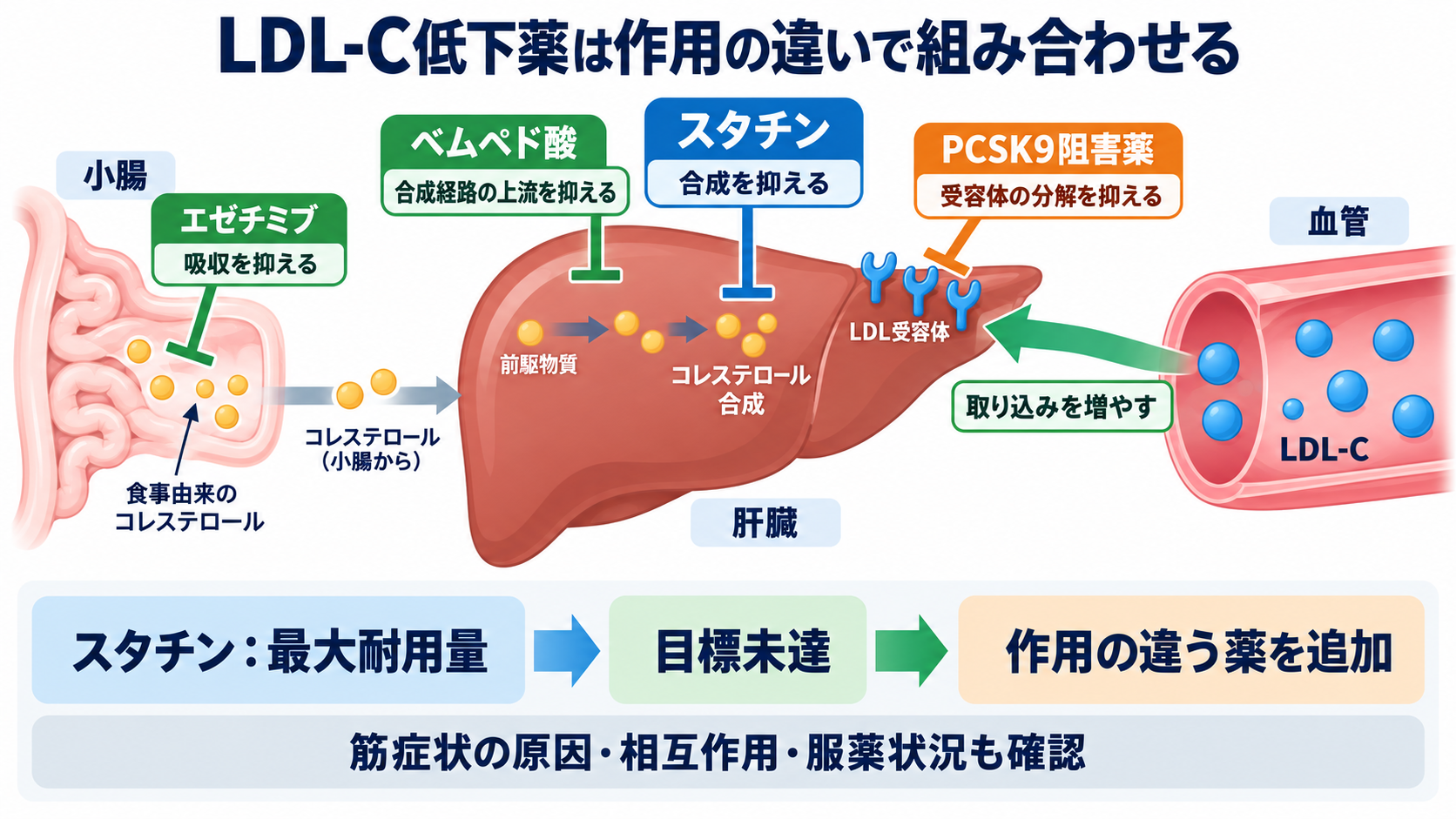 脂質異常症治療薬を整理する：作用・使い分け・副作用と看護観察：LDL-C低下薬はスタチンを軸に作用の違う薬を組み合わせるの図解