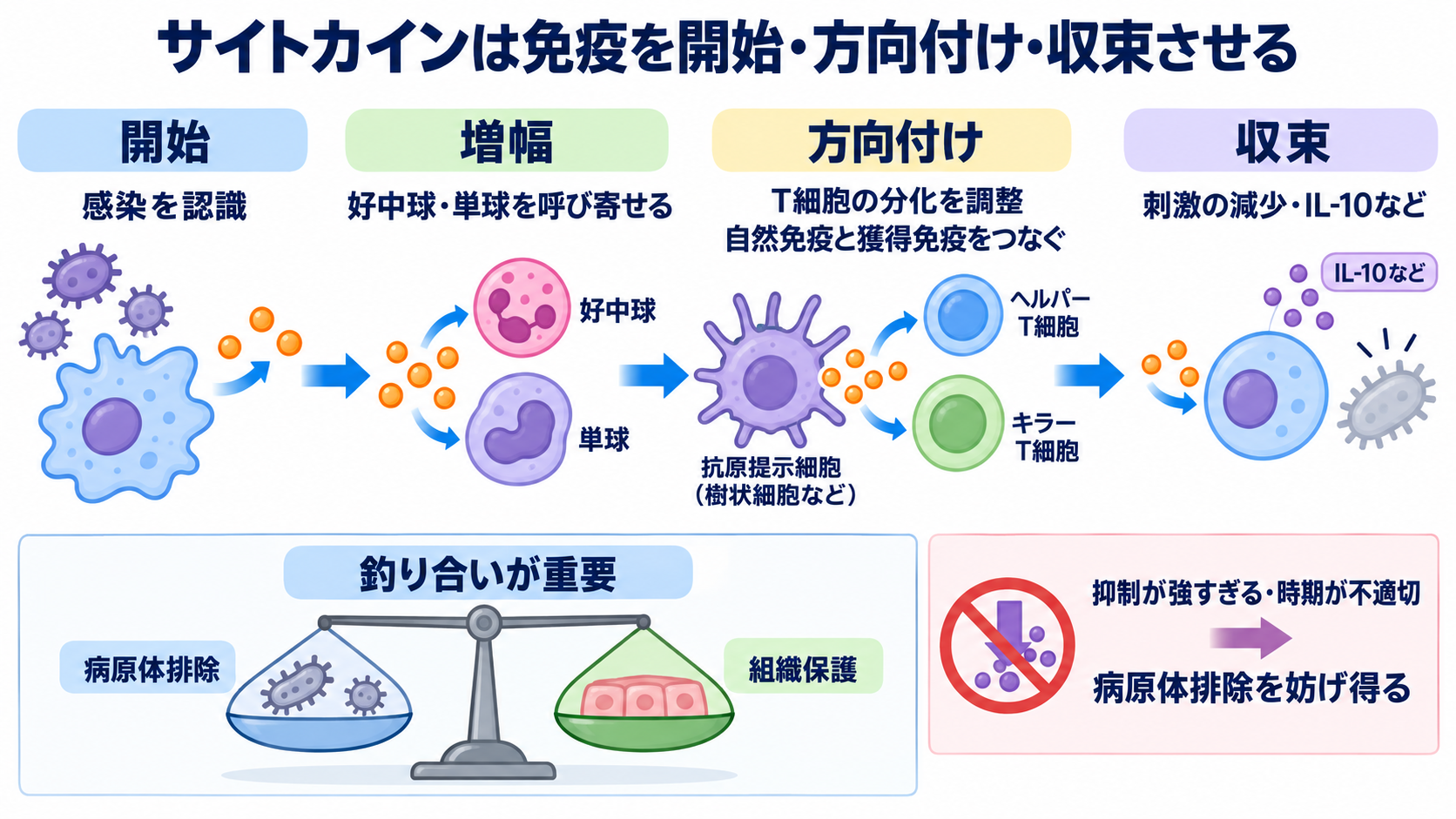 サイトカインとは何か――免疫・炎症の仕組みから検査、治療、看護観察まで：サイトカインは免疫を開始するだけでなく、方向付けて終わらせるの図解