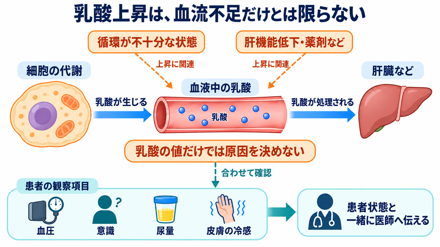 主な生化学検査の一覧から、数値の意味と看護での見方を学ぶ：CRP・乳酸は、炎症や循環の状態を補う情報として使うの図解